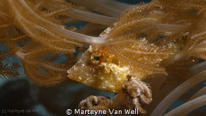 Juvenile Filefish blending in by Marteyne Van Well 